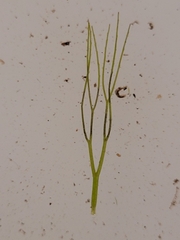 Ceratophyllum echinatum