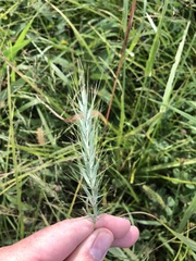 Elymus canadensis
