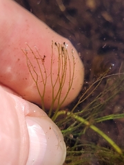 Ceratophyllum echinatum