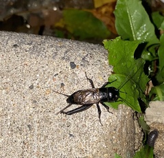 Gryllus veletis