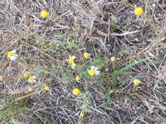 Matricaria chamomilla