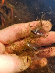 Ceratophyllum echinatum