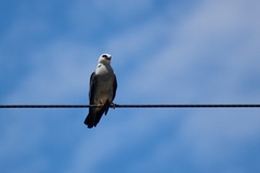 Ictinia mississippiensis