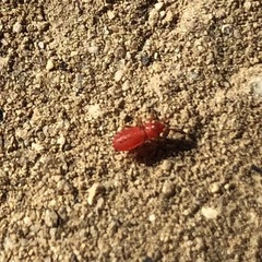 Pyrrhocoridae
