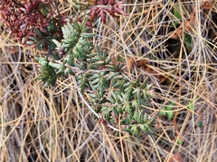 Cheilanthes quadripinnata