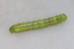 Orthosia incerta