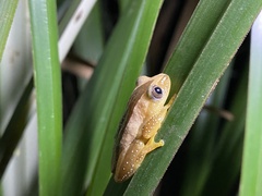 Afrixalus fornasini