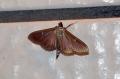 Cydalima perspectalis