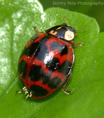 Hesperomyces harmoniae