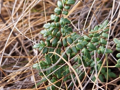 Cheilanthes quadripinnata