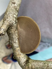 Hexagonia