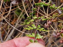 Cheilanthes quadripinnata
