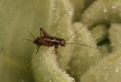 Eunemobius carolinus