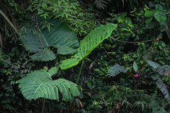 Xanthosoma