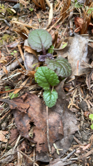 Ajuga reptans