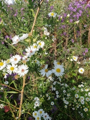 Symphyotrichum firmum