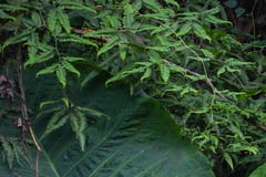 Gleichenella pectinata