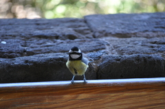 Cyanistes teneriffae