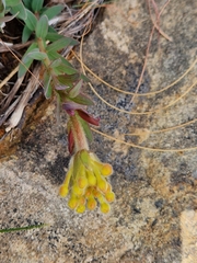 Lasiosiphon kraussianus