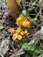 Craterellus ignicolor