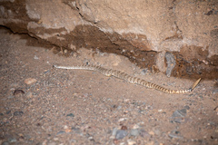 Crotalus pyrrhus