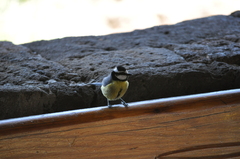 Cyanistes teneriffae