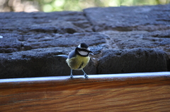 Cyanistes teneriffae