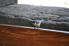 Cyanistes teneriffae
