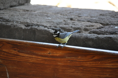 Cyanistes teneriffae