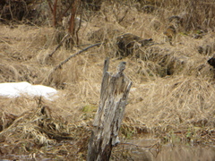Setophaga coronata coronata