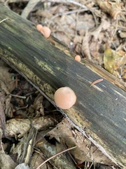Lycogala epidendrum
