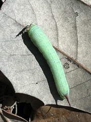 Amphion floridensis