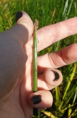 Eleocharis palustris