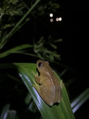 Afrixalus fornasini