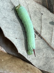 Amphion floridensis