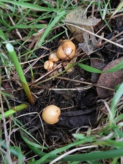 Pholiota conissans