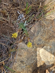 Lasiosiphon kraussianus