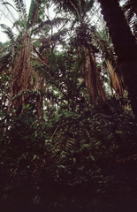 Cocoseae