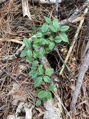 Rubus hispidus
