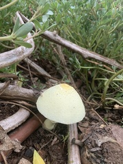 Leucocoprinus birnbaumii