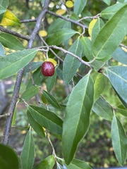 Elaeagnus