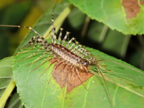 Japanese House Centipede photo 4