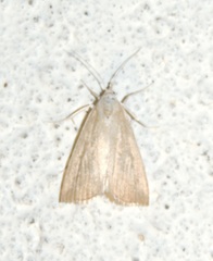 Calamotropha paludella