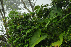 Xanthosoma