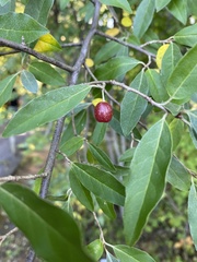 Elaeagnus