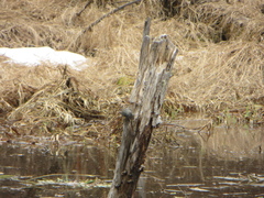 Setophaga coronata coronata