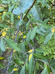 Elaeagnus