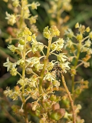 Reseda lutea