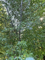 Elaeagnus