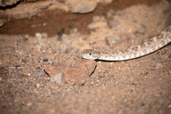 Crotalus pyrrhus